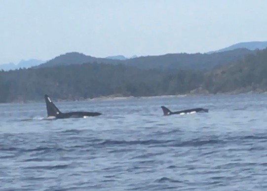 Orca pod off coast of Campbell River